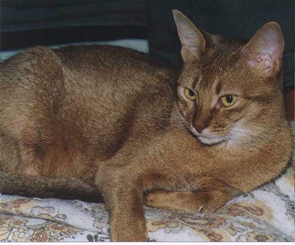 A Cat Tale for the Abyssinian