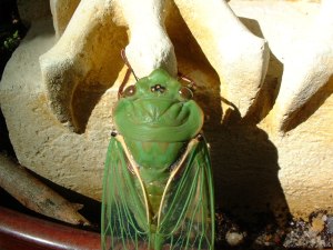 mystical cicada aka green grocer